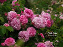 Pink Léda rose photo