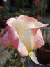 American Heritage ® rose photo