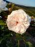 ABRema rose photo