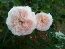 ABRema rose photo