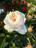 ABRema rose photo
