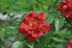 Beautiful Anne rose photo