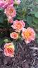 Tiddly Winks ™ rose photo