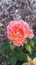 Tiddly Winks ™ rose photo