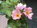 Agua Dulce 096504 rose photo