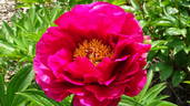 Ann Zahller peony photo