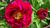 Ann Zahller peony photo