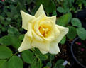 Astor Perry rose photo