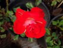 Blastoff ™ rose photo