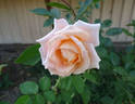 Breath of Life rose photo