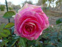Change Of Heart ™ rose photo