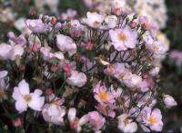 Brigitte de Villenfagne rose photo