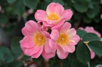 49-03-01 rose photo
