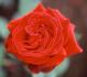 Adagio rose photo