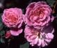 Aline Rozey rose photo