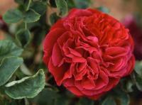 Amédée Philibert rose photo
