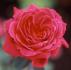 Amalia Jung rose photo