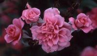 Antique Rose ™ rose photo