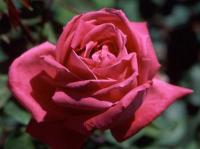 Aromatic rose photo