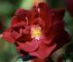 Autumn Fire rose photo