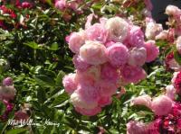 Mrs. William G. Koning rose photo