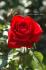 Viva rose photo