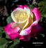 Double Perfection ™ rose photo