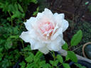 Dove rose photo