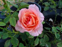 Elmhurst rose photo