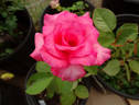 Enchanted rose photo
