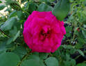 Fame! ™ rose photo