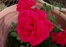 Forgotten Dreams rose photo