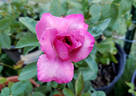 Fragrant Rhapsody ™ rose photo