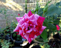 Freedom's Ring rose photo