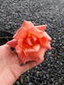 Madame Eugène Résal rose photo