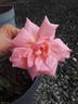 Madame Eugène Résal rose photo