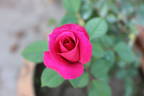 Rina Hugo rose photo