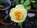 Ale rose photo