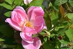 Astra rose photo