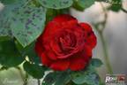 Benvenuto ® rose photo