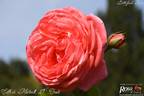 Edith de Martinelli, Cl. ® rose photo