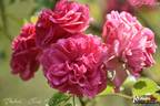 Elmshorn rose photo