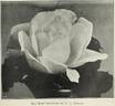 Souvenir de S. A. Prince rose photo