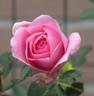 Abernathy 085426 rose photo