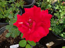 Habitat for Humanity rose photo