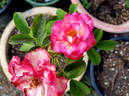 Heart 'n' Soul rose photo