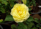 Honey Bouquet rose photo