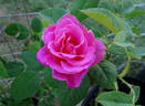 Jacaranda rose photo