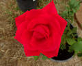 Jane Pauley rose photo
