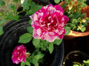 Julio Iglesias rose photo
